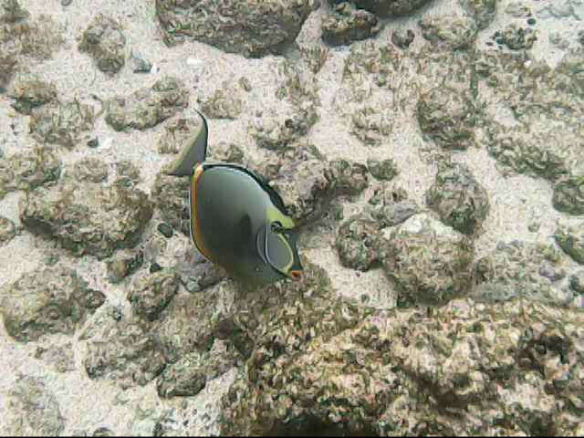 Day 11 snorkeling @ Poipu Beach